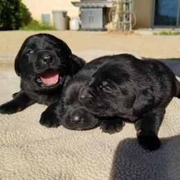 French Bulldogs and Labrador Retrievers from Beachn Ranch