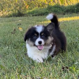 Banner - Black and tan male Pembroke Welsh Corgi puppy in Bloomfield, Iowa from Beebe’s Corgis & Doxies