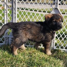 Boy 2 (Silver) - Sable male German Shepherd puppy in Genoa, Illinois from vom ehrenSchutz German Shepherds