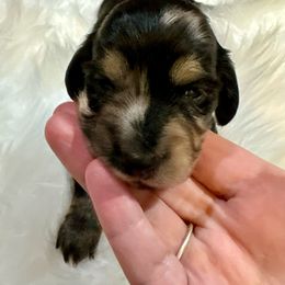 (Blue) - Dapple Dachshund puppy in Hanford, California from Cooper Gals Doxies