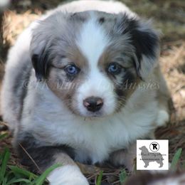 Australian Shepherd, Miniature Australian Shepherd, and Toy Australian Shepherd Puppies from TK Standard, Mini, & Toy Aussies