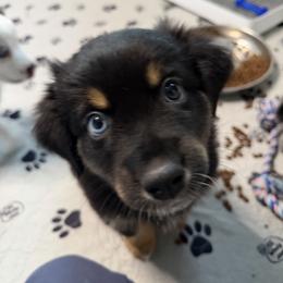 Cobra - Black tri male Miniature Australian Shepherd puppy in Bohemia, New York from Wiggle Bum Ranch