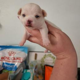 Quinn - Cream and white female Chihuahua puppy in Ashtabula, Ohio from Paw's & Awe's Chihuahuas