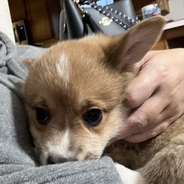 Pembroke Welsh Corgi Puppies from Shenanigans Ranch