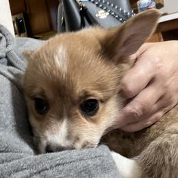 Pembroke Welsh Corgi Puppies from Shenanigans Ranch