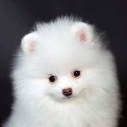 Pomeranians from East Texas Pomeranians