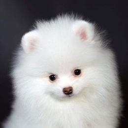 Pomeranians from East Texas Pomeranians