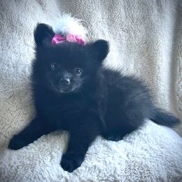 Cher - Black female Pomeranian puppy in Ann Arbor, Michigan from Pleasant Lake, Pom Pups