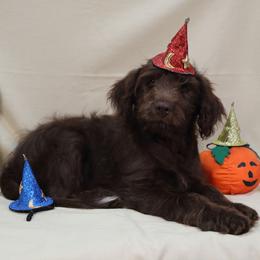Aphrodite - Red female Aussiedoodle puppy in Colonial Beach, Virginia from Bristol Mine Kennels