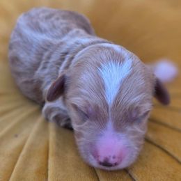 Bear - Apricot male Goldendoodle puppy in Decatur, Tennessee from Diamond's Doodles