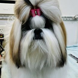 Poodle and Shih Tzu Puppies from Heritage Toy Poodles & Hallmark Jolei Shih Tzus
