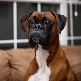 Boxers from Bear Country Boxers