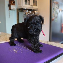 Miniature Schnauzer puppies from Alabama Havanese Kennel Tidewater Kennel