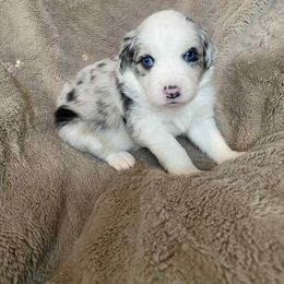 Saffron - Blue merle female Miniature Australian Shepherd puppy in Oroville, Washington from High Mountain Aussies