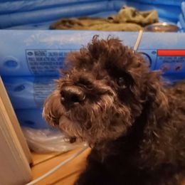 Beauty - Maltipoo