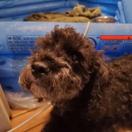 Beauty - Maltipoo