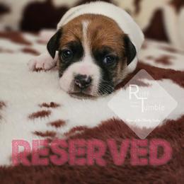 Girl 3 - White and tan female Russell Terrier puppy in Harvel, Illinois from Ruff and Tumble Russell Terriers