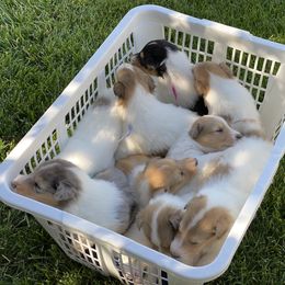 Collie Puppies from Cadie's Collies
