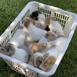 Collie Puppies from Cadie's Collies