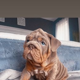 Light blue - Lilac tri-color male Bulldog puppy in Seattle, Washington from Authentic Bullys