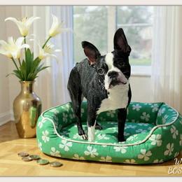 True - Boston Terrier