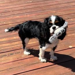 Paisley - Cavalier King Charles Spaniel