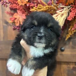 Tiny Tim - Black tri male Toy Australian Shepherd puppy in Russellville, Arkansas from Rockin H Aussies