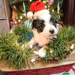 Sage Tiny Toy CKC - Black and white female Aussiedoodle puppy in Doerun, Georgia from Twig & Tail Puppies