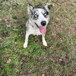Reyna - Border Collie