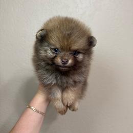 Milo - Chocolate male Pomeranian puppy in Phoenix, Arizona from Luxpomz