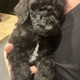 Poodle Puppies from Arindayle Standard Poodles