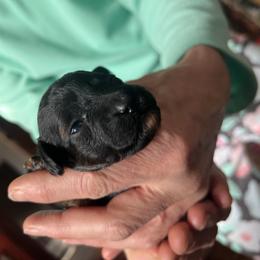 Eileen - female Aussiedoodle puppy in Utica, Ohio from Poodle Me Crazy