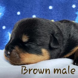Rottweiler Puppies from Von Hunter Rottweilers