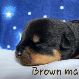 Rottweiler Puppies from Von Hunter Rottweilers