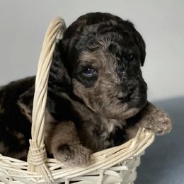 Goldendoodle Puppies from Ivie Mountain Doodles