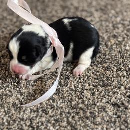 Girl 1 - Black and tan female Corgipoo puppy in Junction, Utah from Sugar Doodles