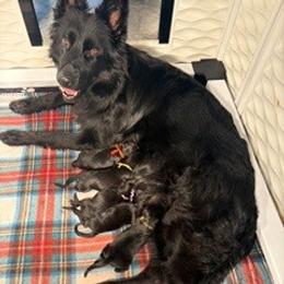 Girl 2 - Black and red female German Shepherd puppy in Valley Springs, South Dakota from Von Pasch German Shepherds