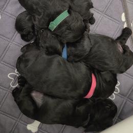 Cocker Spaniel Puppies from Classy Cockers of Wake Forest