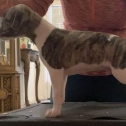 Whippet Puppies from Charis Whippets