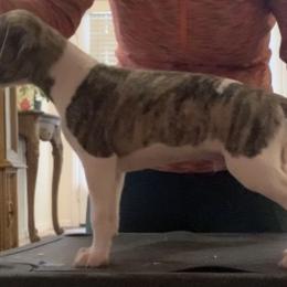 Whippet Puppies from Charis Whippets