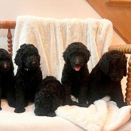 Banks (Blue collar) - Silver male Poodle puppy in Batavia, Ohio from The Livezey Standard-CKCS and Standard Poodles
