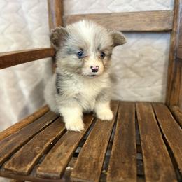Full fluffy Edie - Blue merle and white female American Corgi puppy in Decatur, Texas from Bar S Corgis
