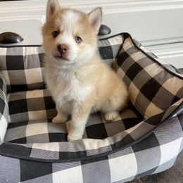 Pomsky Puppies from Goodness Gracious Pomskies