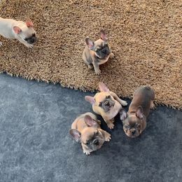 French Bulldog Puppies from Blue Lotus Frenchies