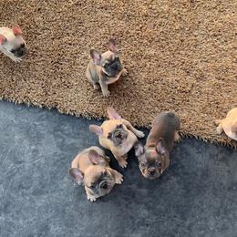 French Bulldog Puppies from Blue Lotus Frenchies