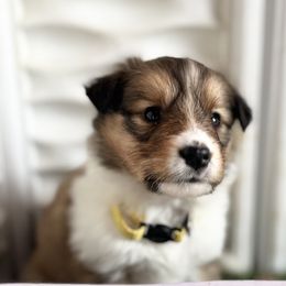 Collie and Companion Cross Puppies from Oasis Companion Canines