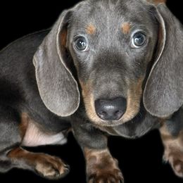 Dachshund puppies from R&J  Mini Doxie’s of the South