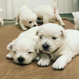 West Highland White Terrier Puppies from Elvador West Highland White Terriers