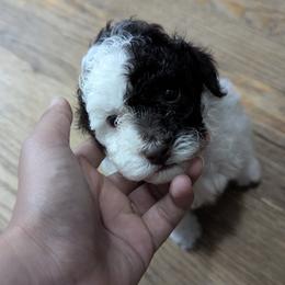 Parti Girl (toy poodle) - Parti female Poodle puppy in Southfield, Michigan from Standard Hearts