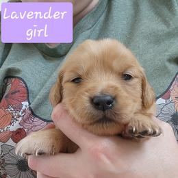 Lavender girl - Dark golden female Golden Retriever puppy in Post Falls, Idaho from River Heights Golden Retrievers